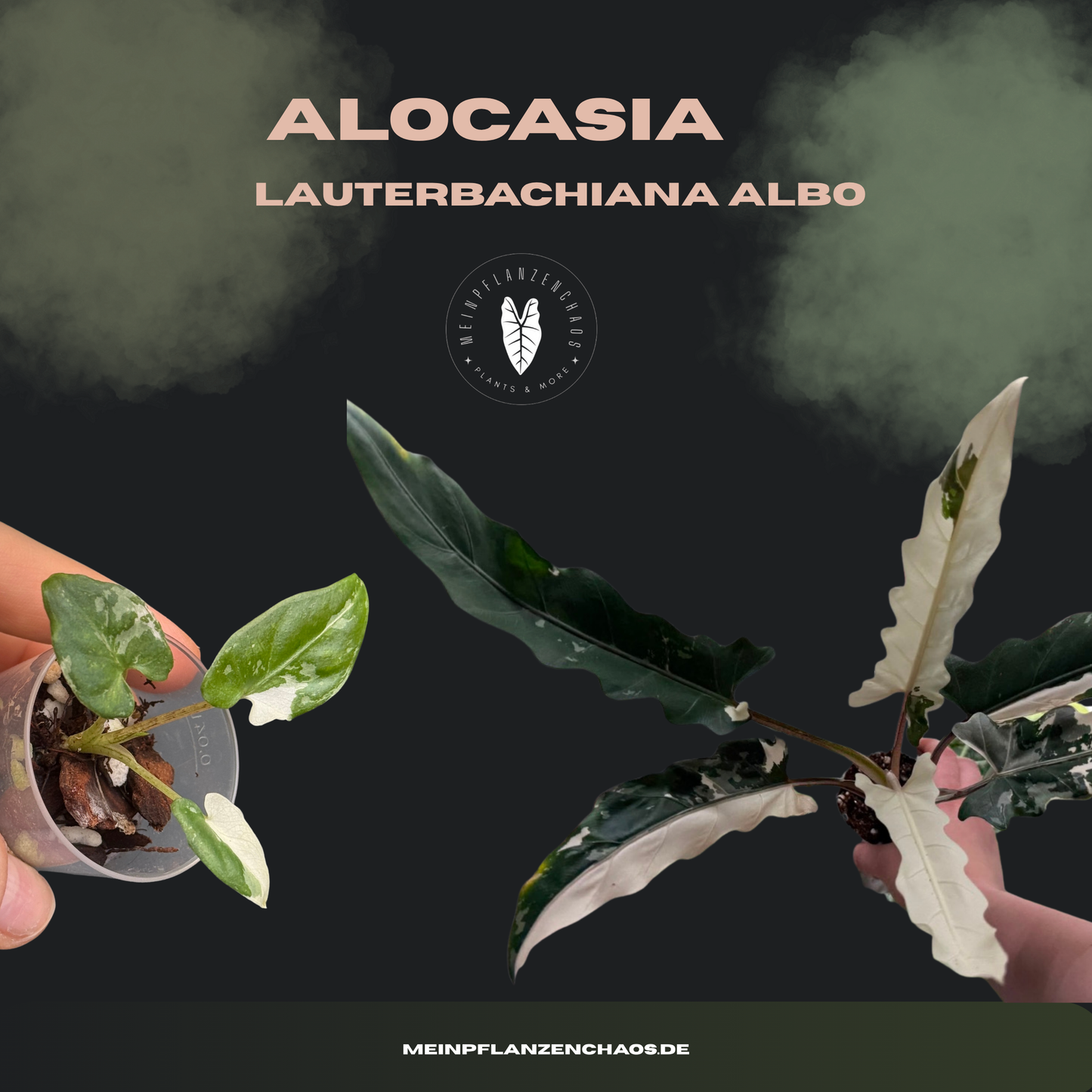 Alocasia Lauterbachiana Albo
