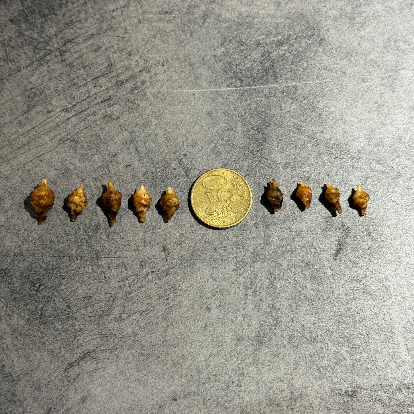 Alocasia Azlanii Albo/Pink Variegata Rhizom