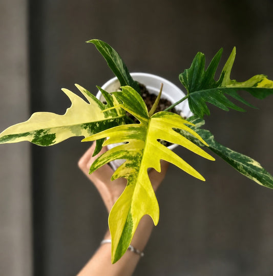 Philodendron Florida Beauty X Tortum Var