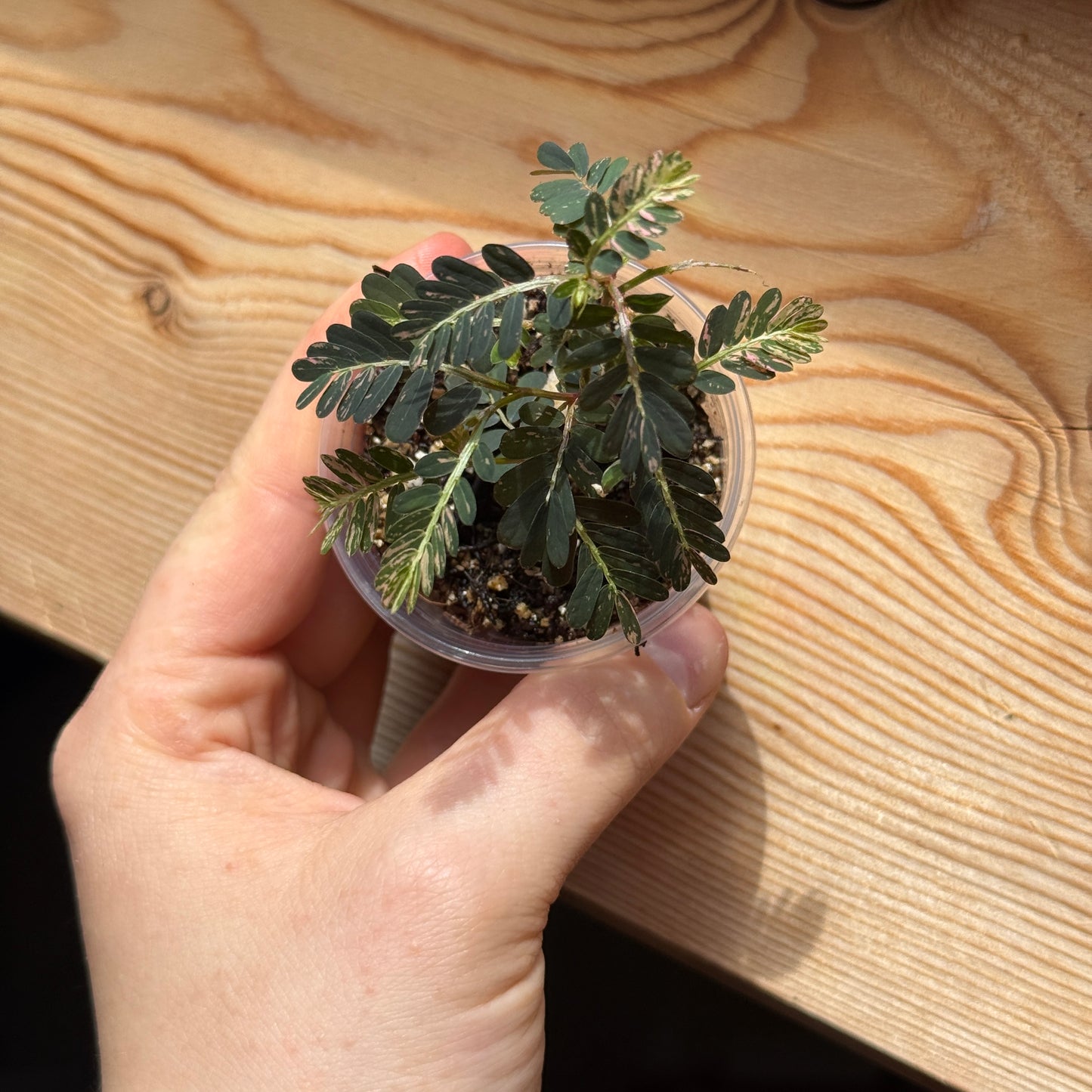 Phyllanthus Urinaria Pink Var
