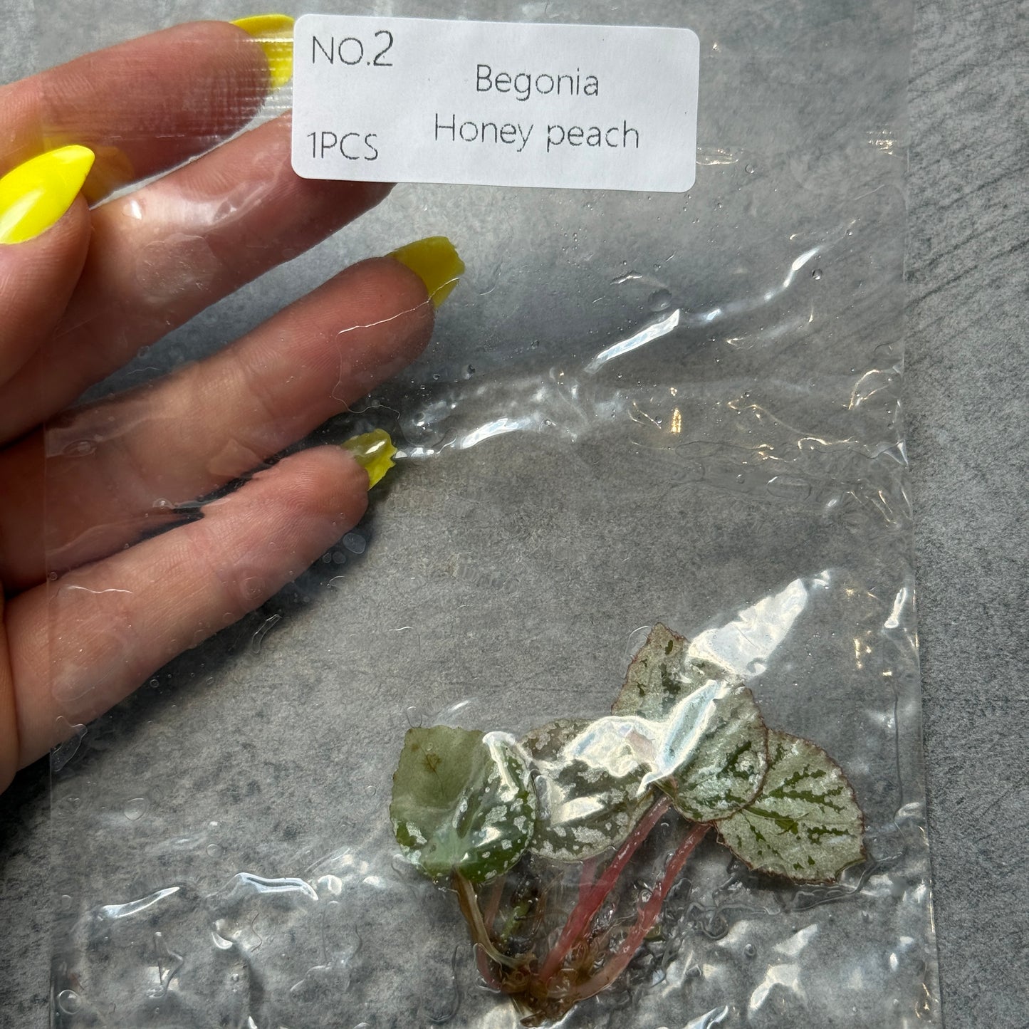 TC Begonia Honey Peach