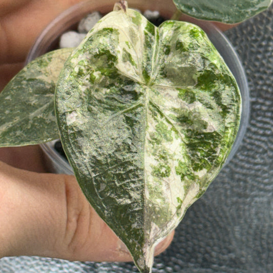 Alocasia Wentii Albo/Pink Variegata