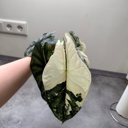 Alocasia Dragon Scale Albo Variegata Rhizome