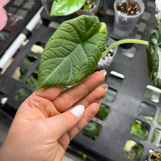 Alocasia Maharani Albo Low Pana