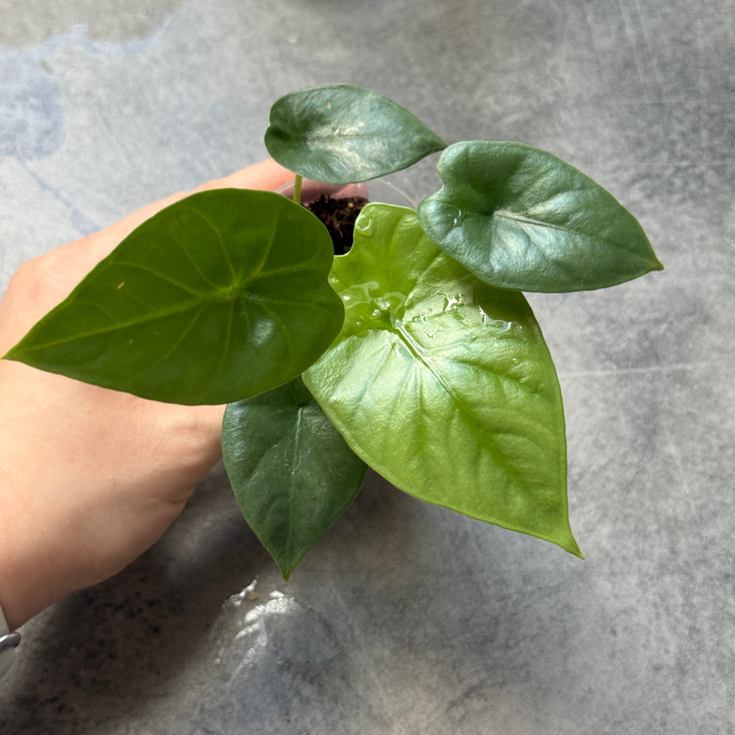 Alocasia Lukiwan
