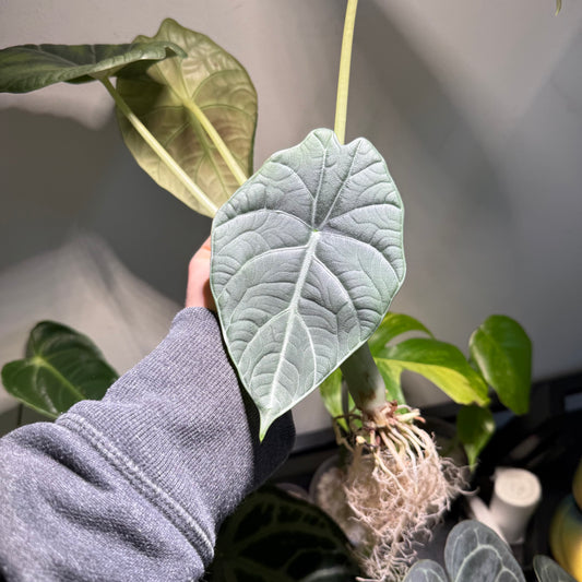 Alocasia Maharani