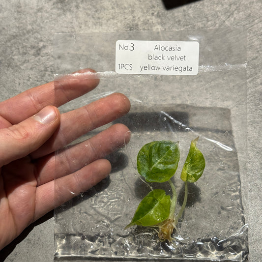Alocasia Black Velvet Gold Variegata
