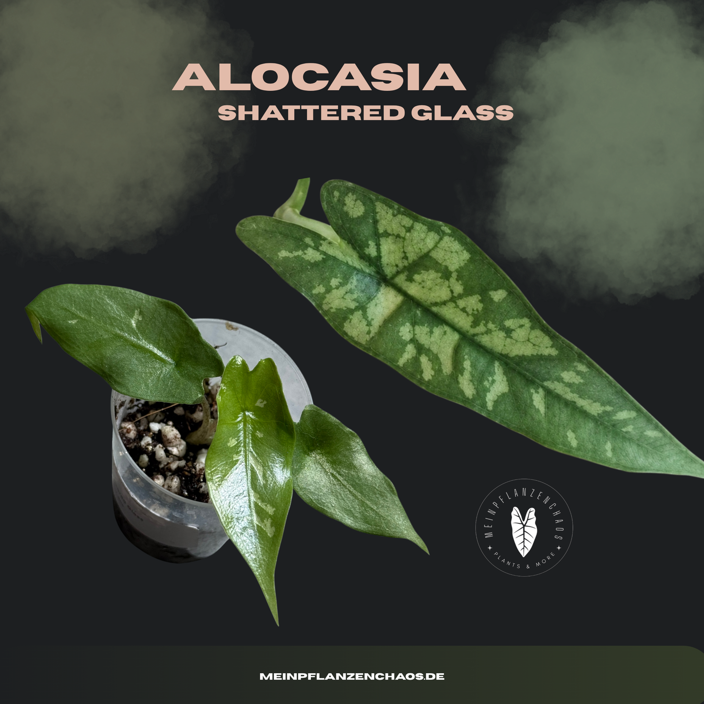 Alocasia Shattered Glass