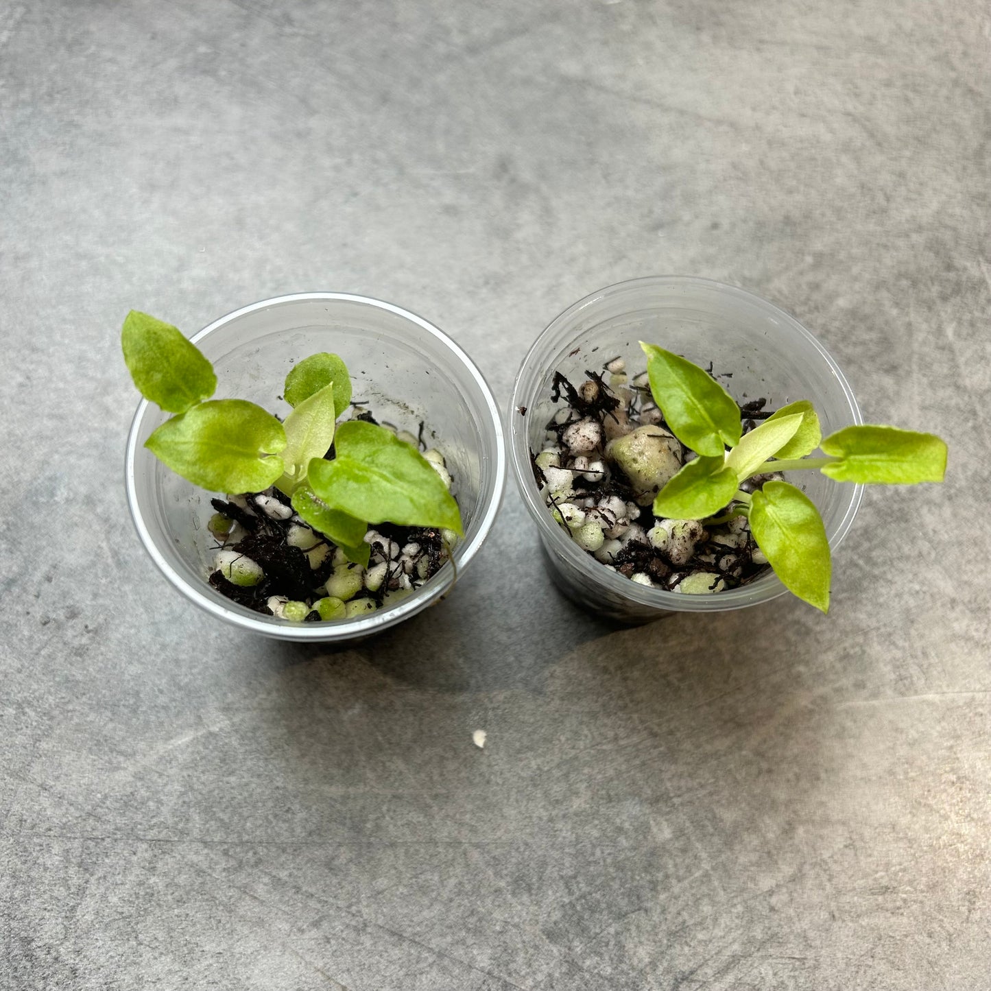 Alocasia Lauterbachiana Mint