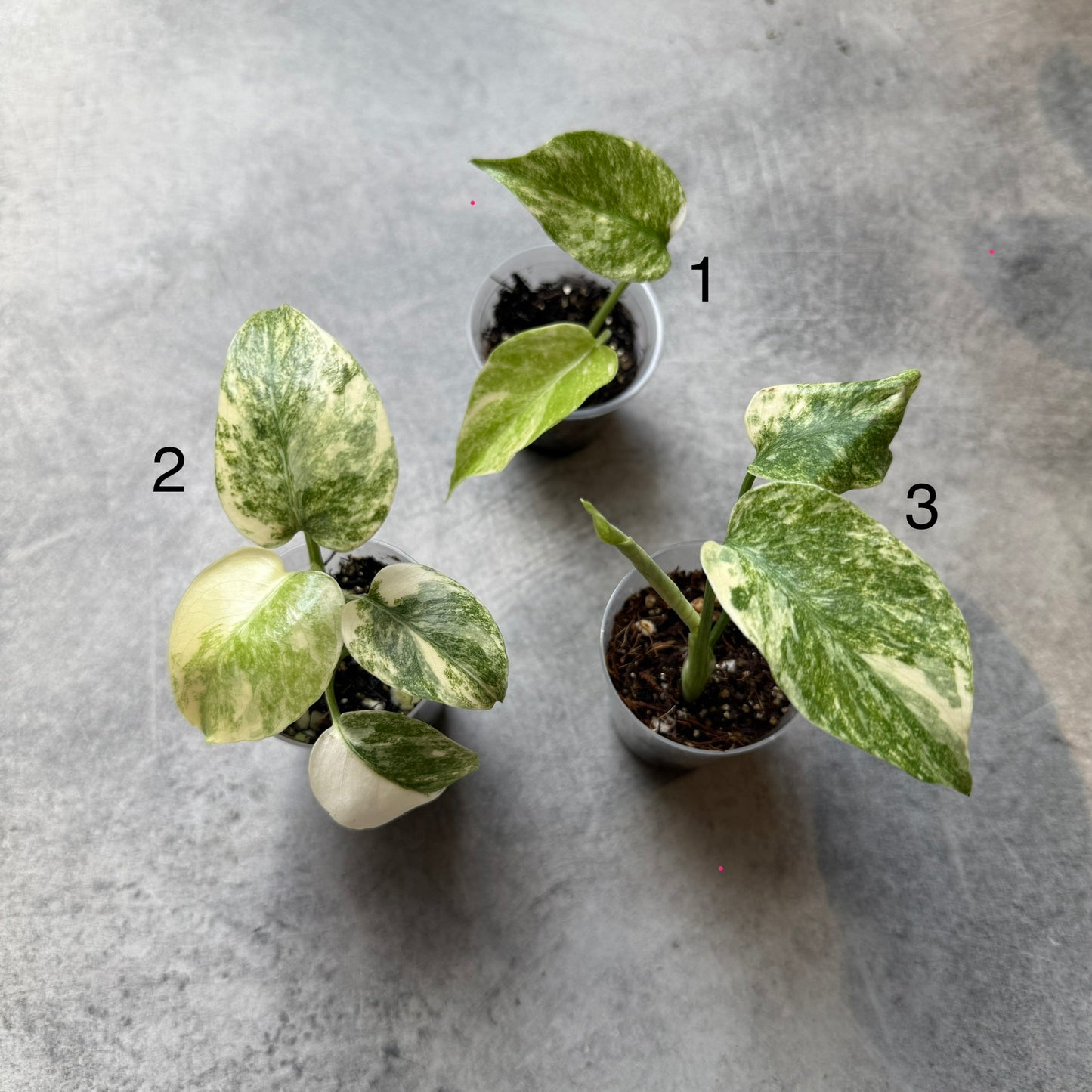 Monstera Legacy