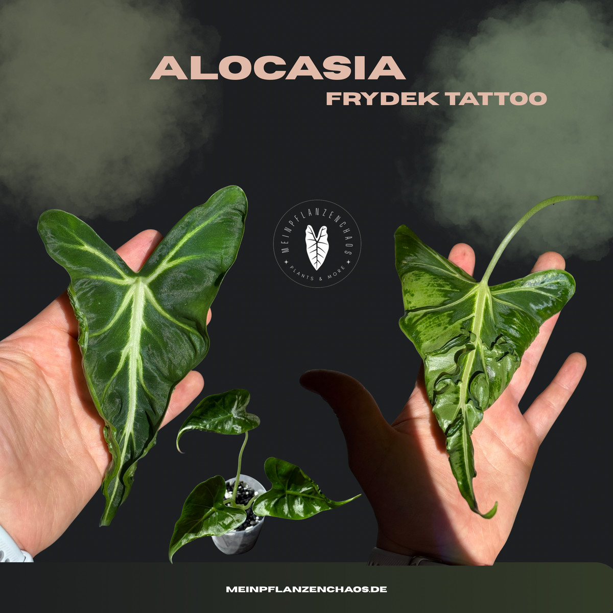 Alocasia Frydek Tattoo