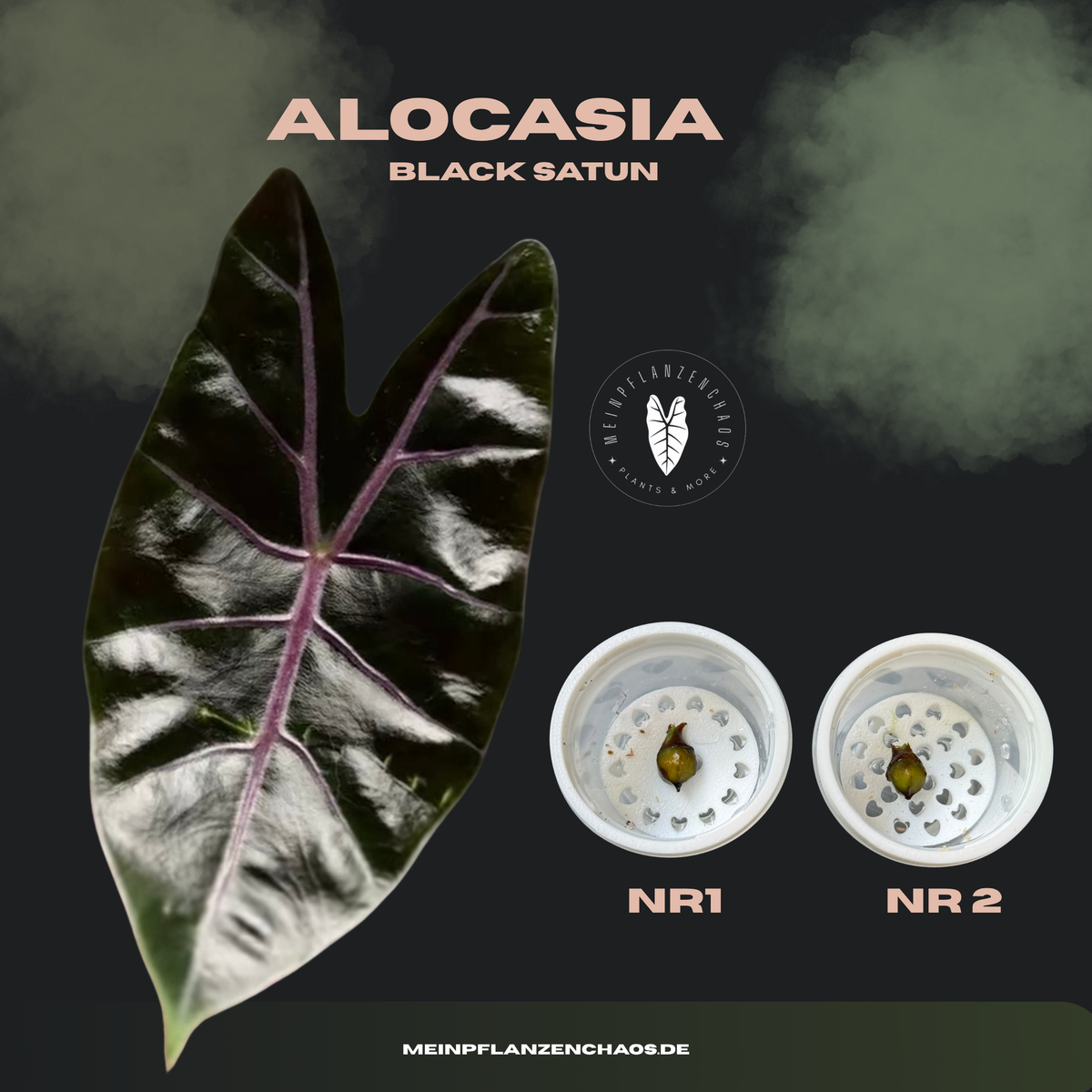 Alocasia Black Satun
