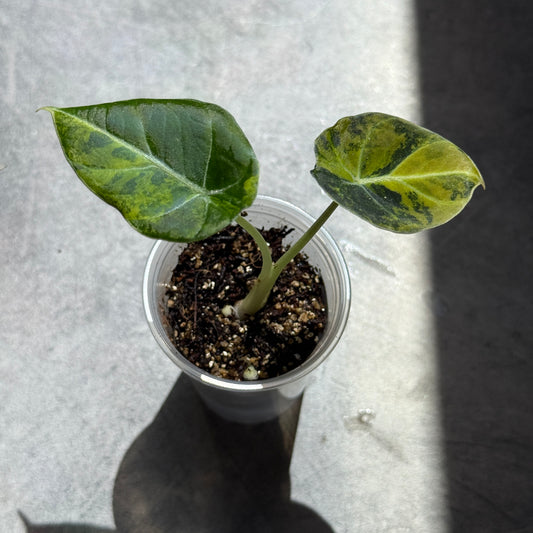 Alocasia Black Velvet Gold