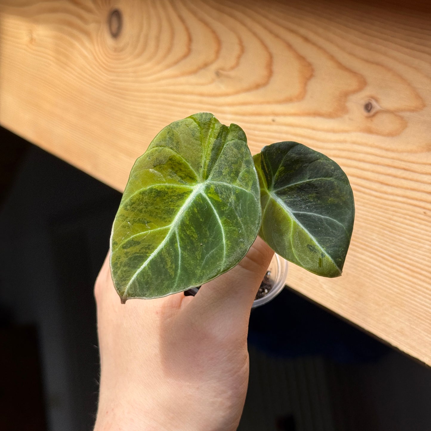 Alocasia Black Velvet Gold
