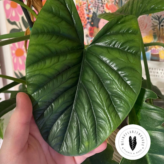 Alocasia Lukiwan