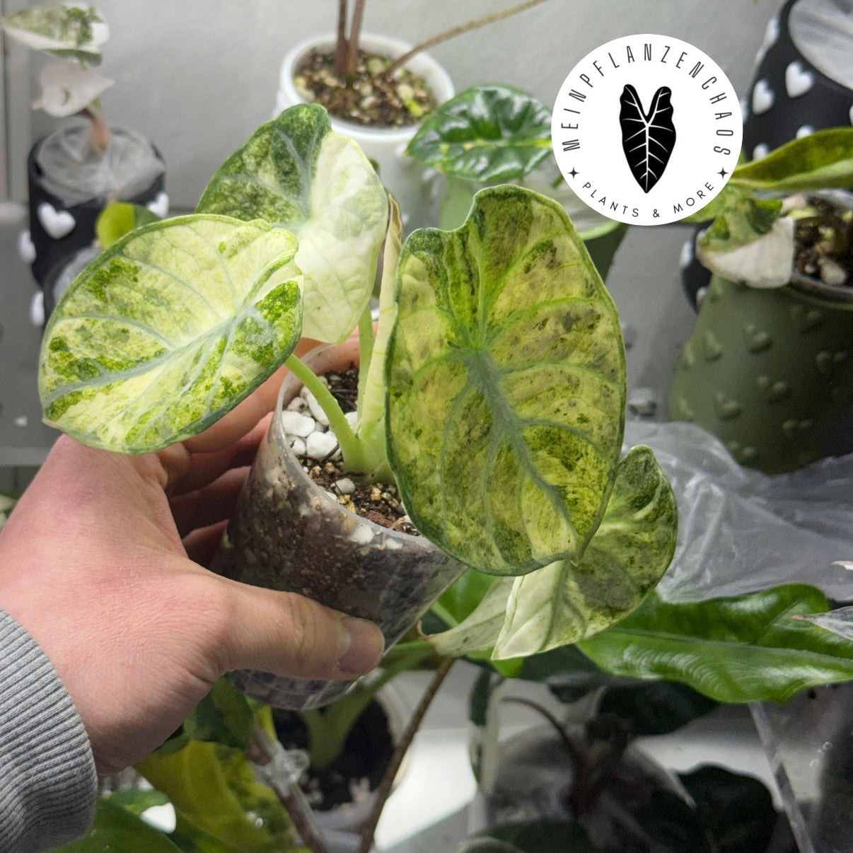 Alocasia Ninja Tricolor Rhizom