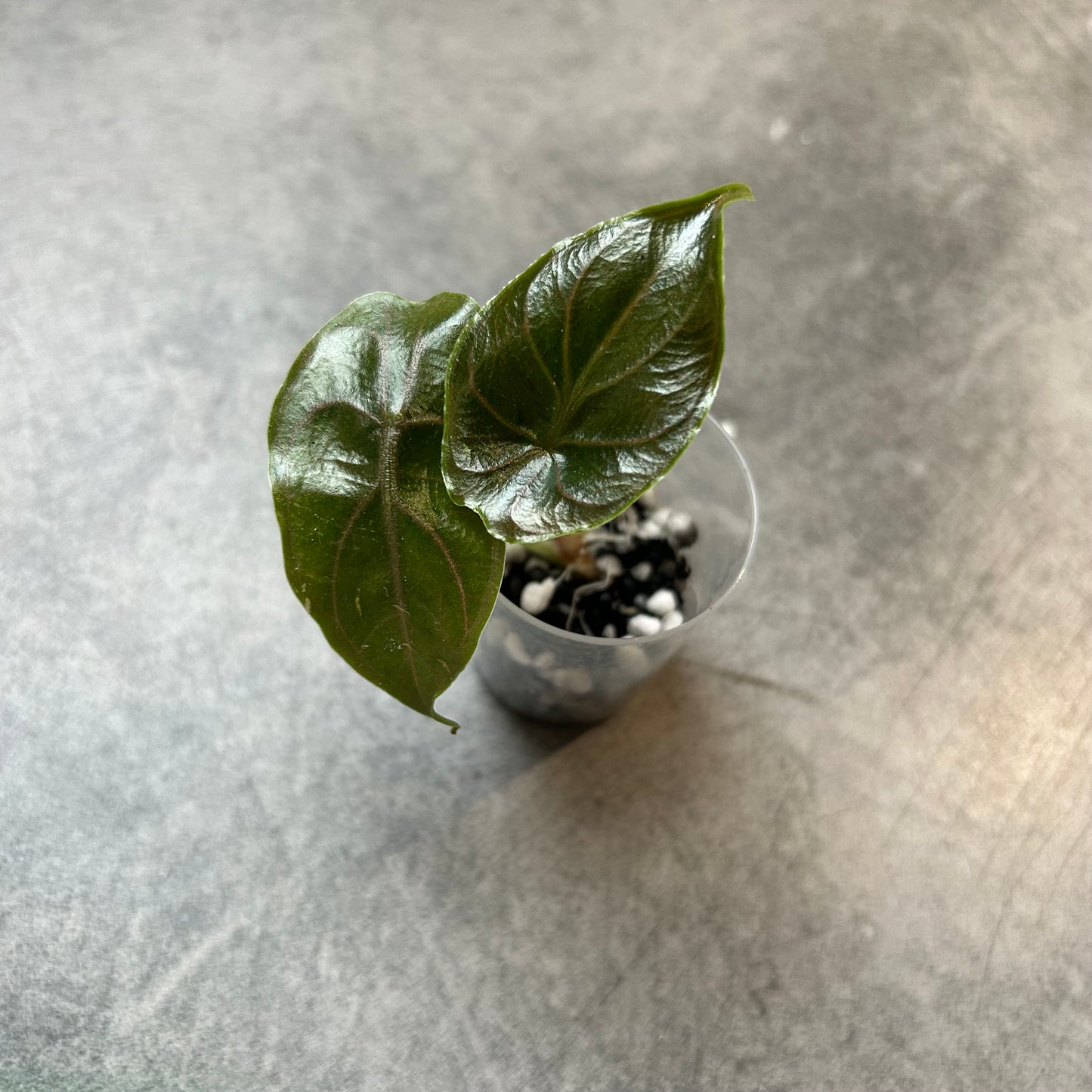 Alocasia Azlanii
