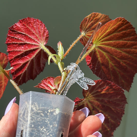 Begonia Two Face