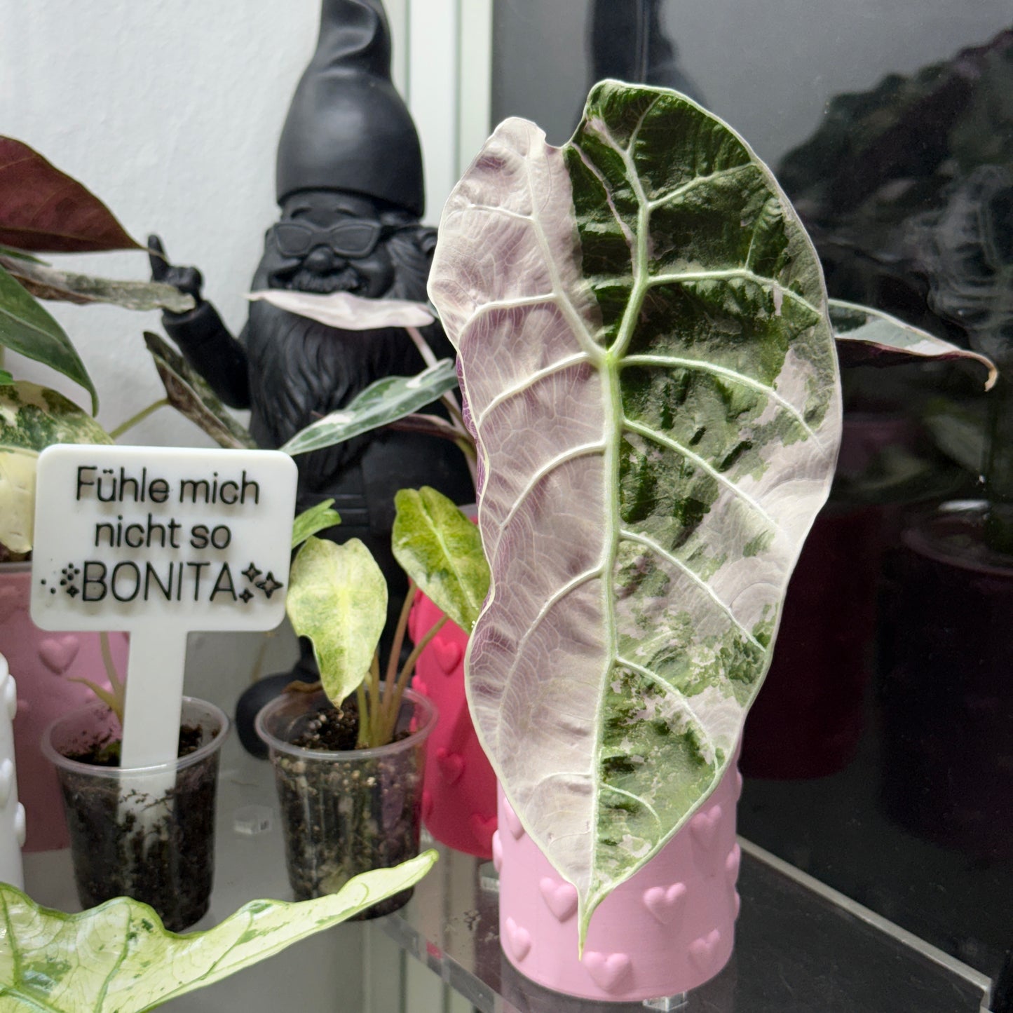 TC Alocasia Watsoniana Doff Pink
