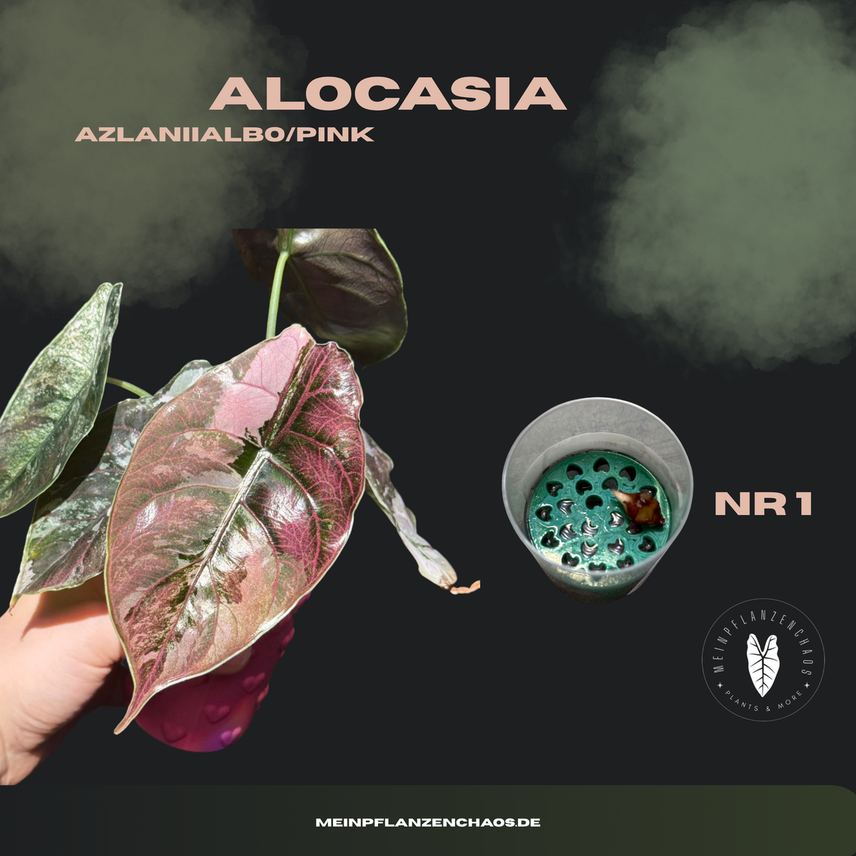 Alocasia Azlanii Albo/Pink