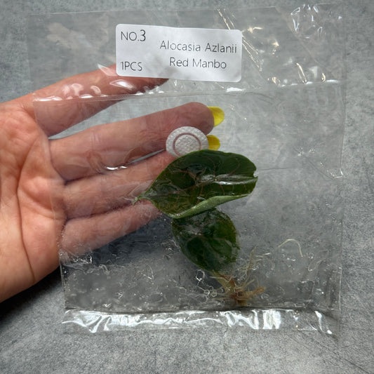 TC Alocasia Azlanii Einzeln und 10er Pack