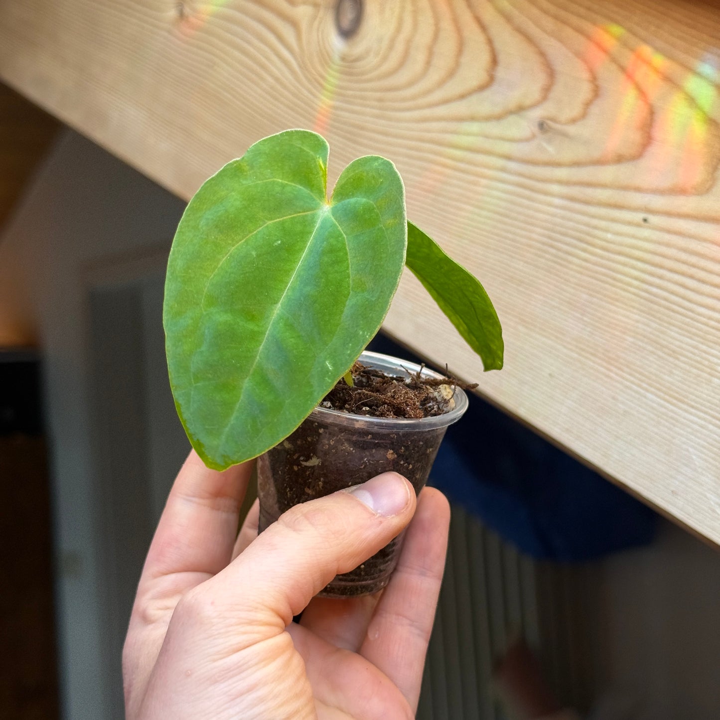 Anthurium Black Magic
