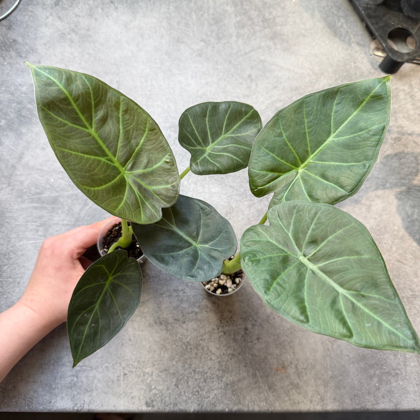 Alocasia Regal Shield