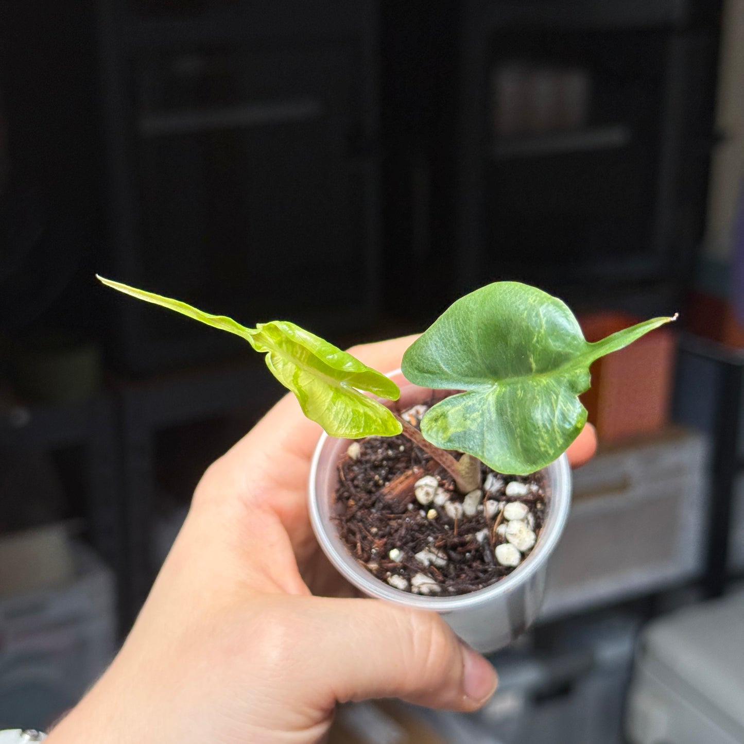 Alocasia Stingray Aurea