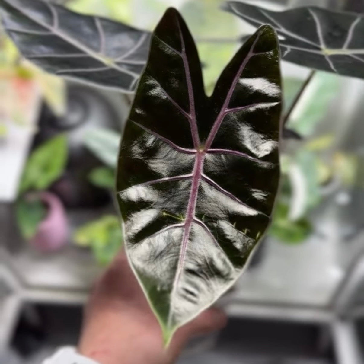 Alocasia Black Satun Rhizom