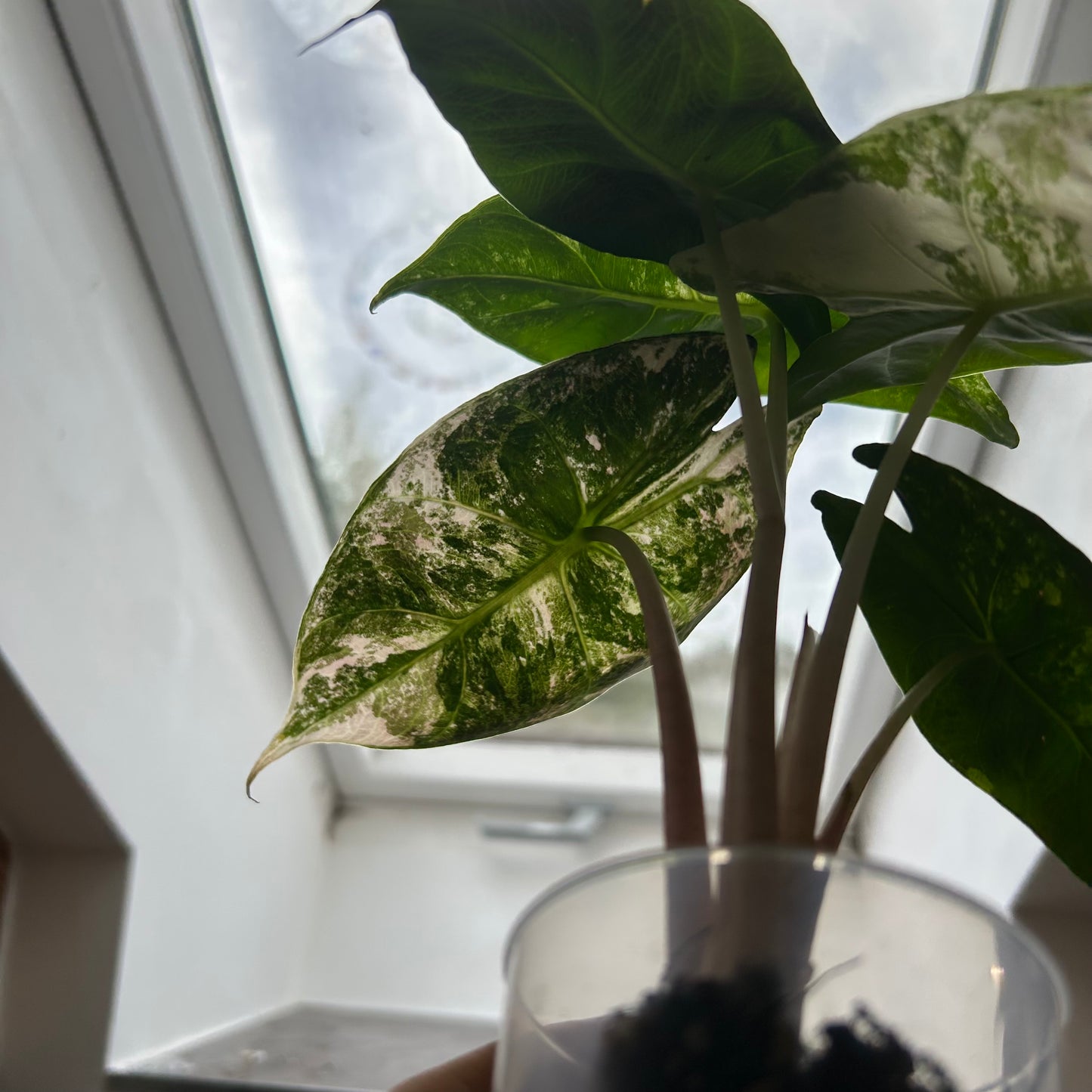 Alocasia Nairobi Nights Albo/Pink