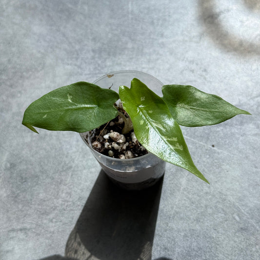Alocasia Shattered Glass