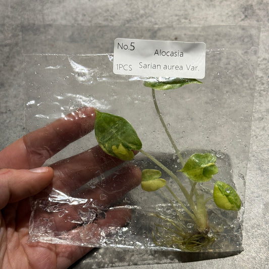 Alocasia Sarian Aurea Variegata