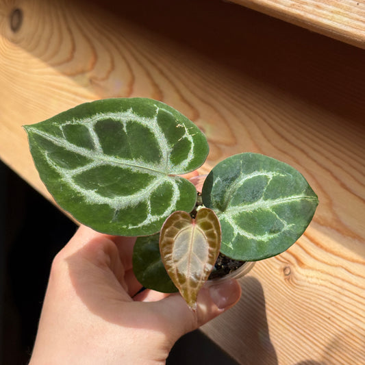 Anthurium Tezula Red Crystallium X(SKG Silver X Red Crystallinum)
