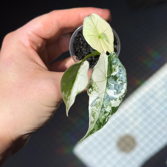 Alocasia Simpo Albo