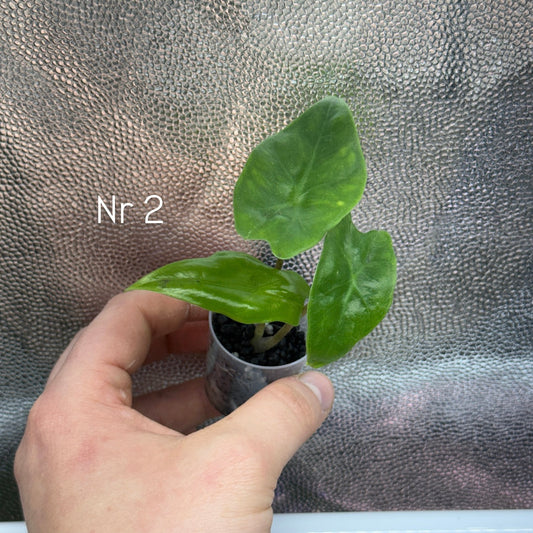 Alocasia Nycteris 'Batwing'