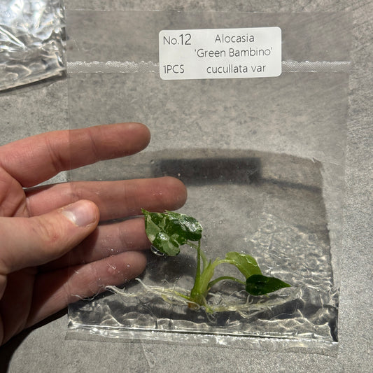 TC Alocasia 'Green Bambino' cucullata albo var