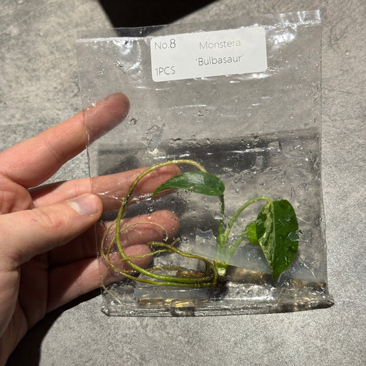 TC Monstera Bulbasaur