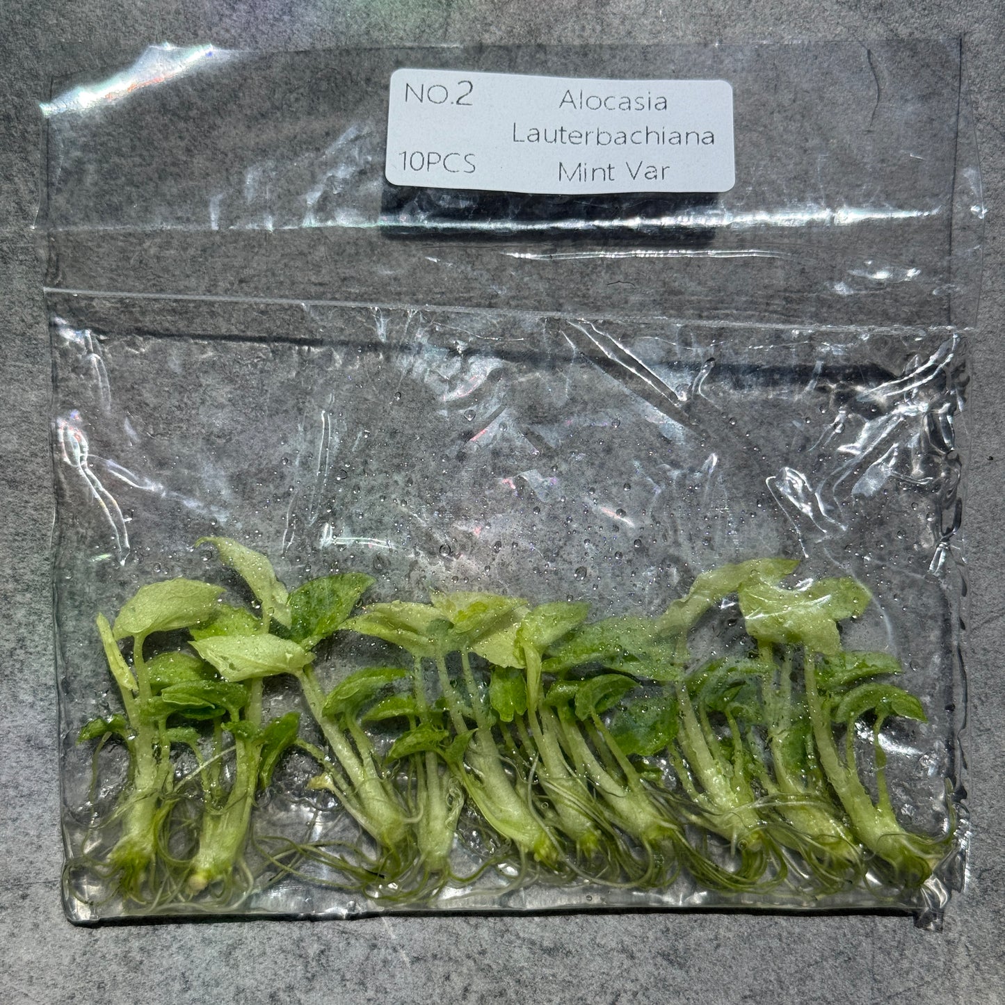 TC Alocasia Lauterbachiana Mint