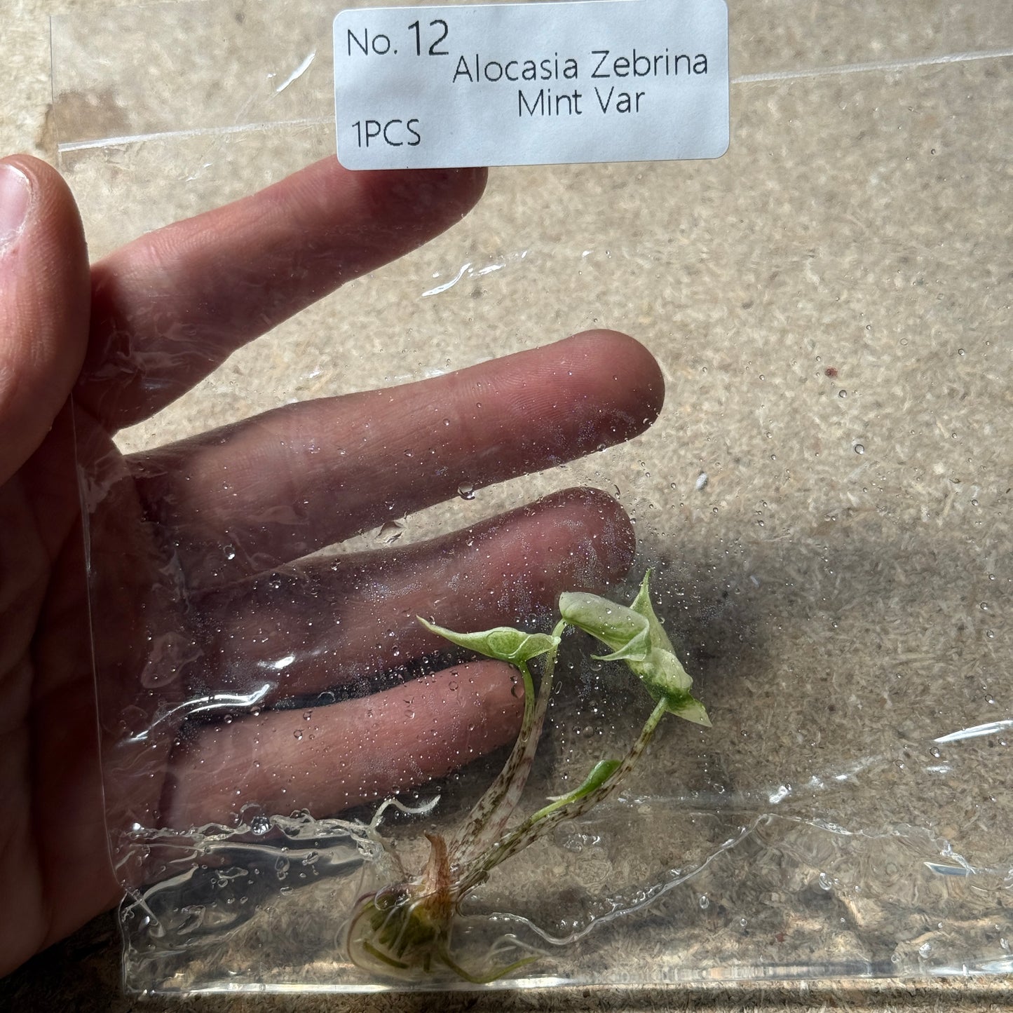TC Alocasia Zebrina Mint
