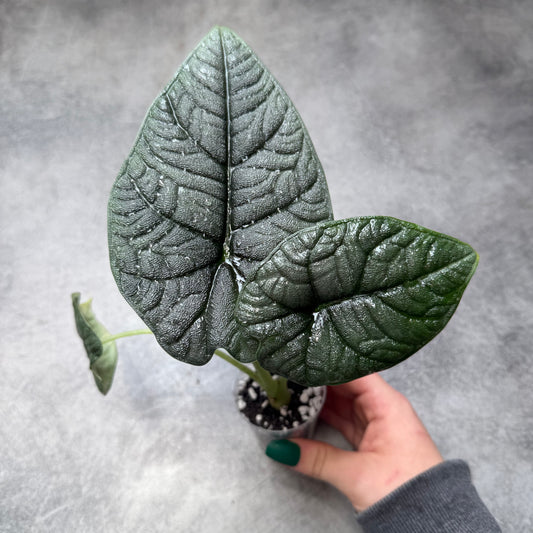 Alocasia Melo