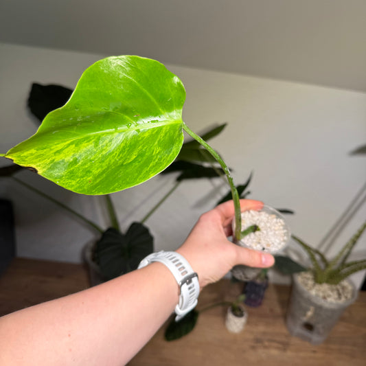 Monstera Aurea Variegata