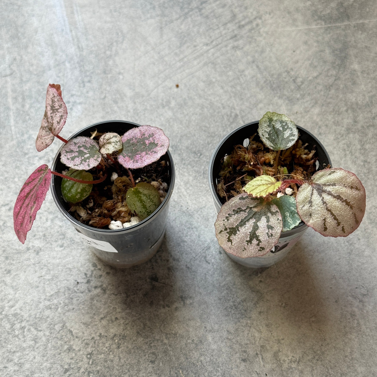 Begonia Honey Peach