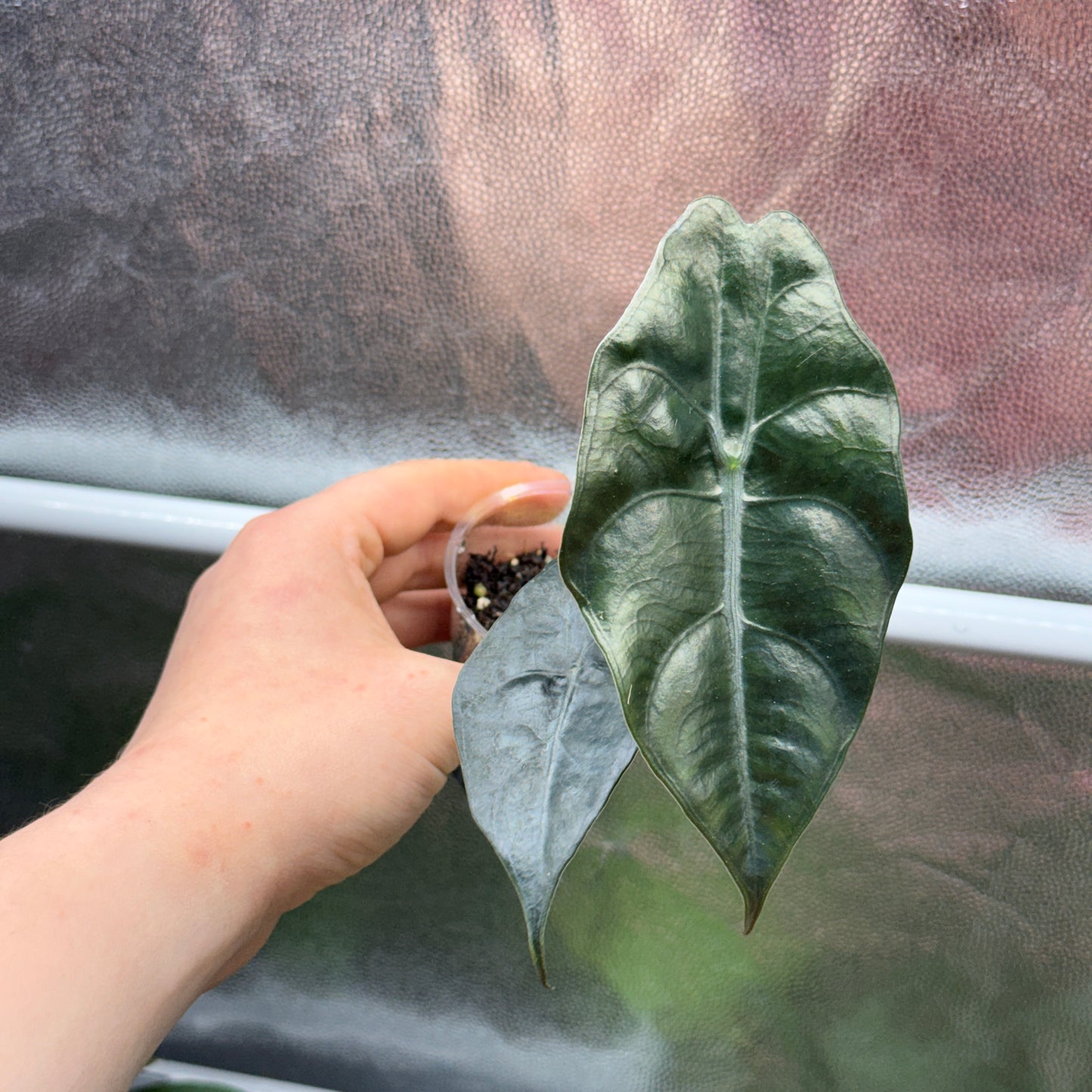 Alocasia Chantrieri