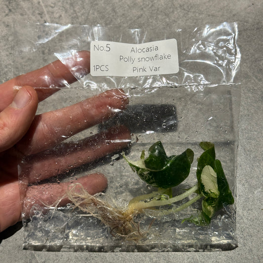 Tc Alocasia Polly snowflake Pink Variegata