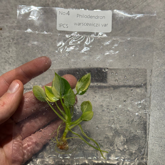 TC Philodendron warscewiczii var/selloum Pretty Angel variegata