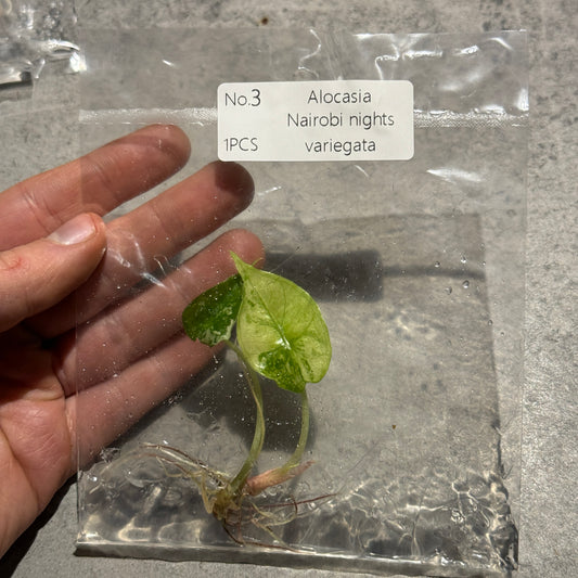 Alocasia Nairobi Nights Variegata