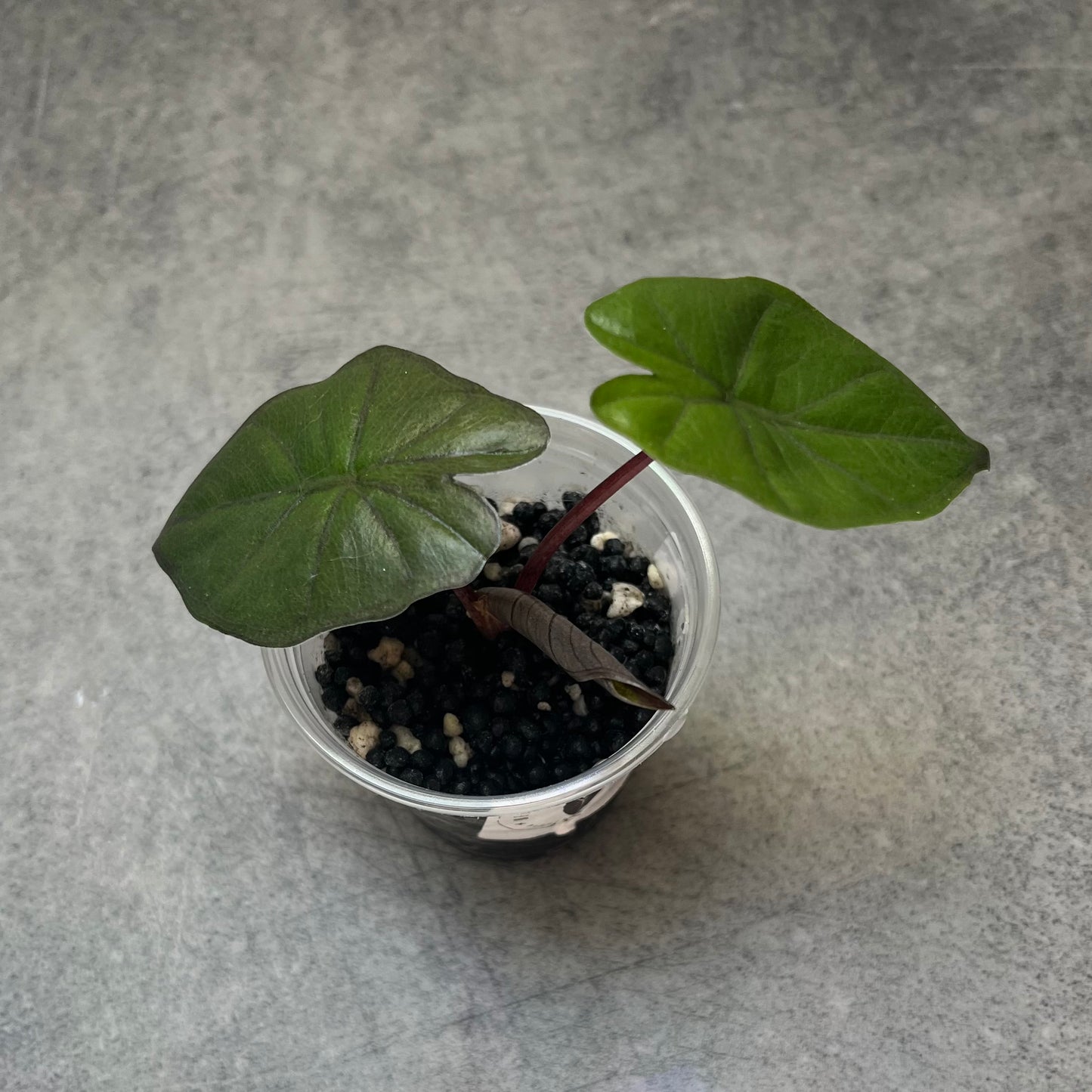 Alocasia Yucatan Princess