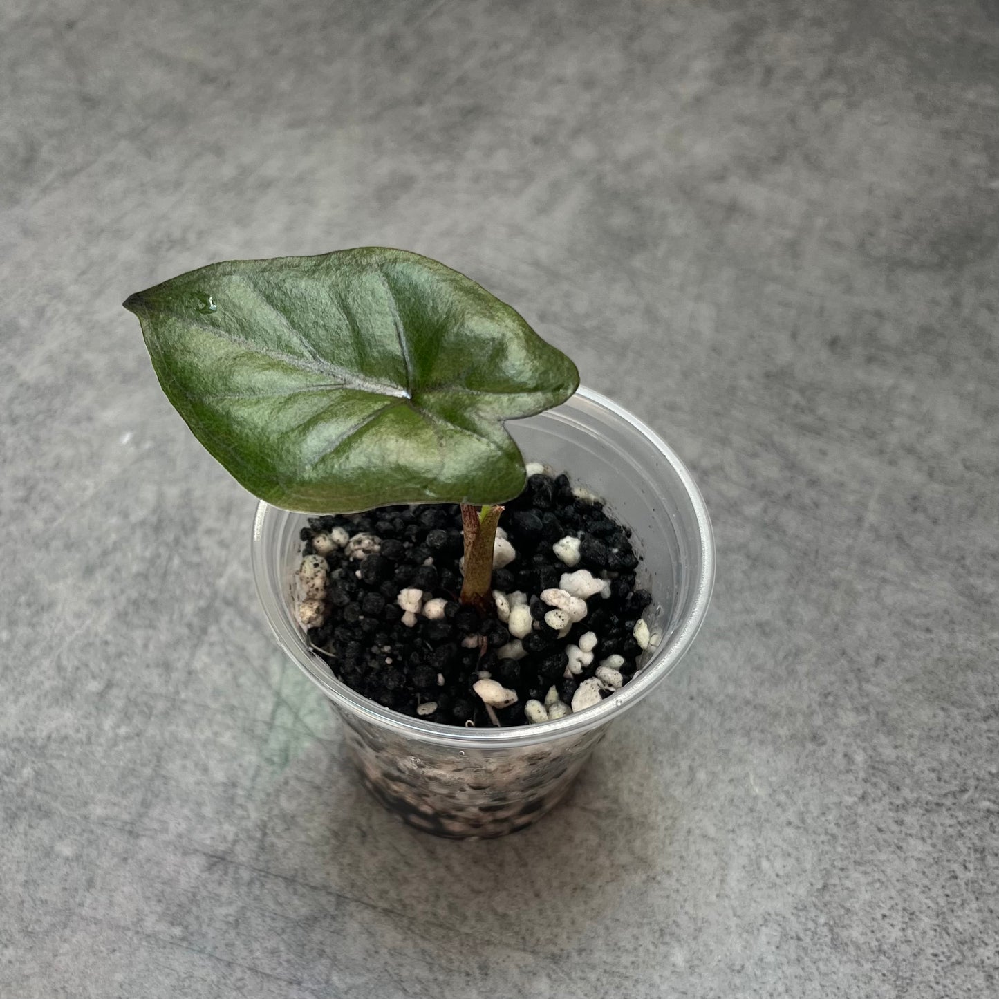 Alocasia Yucatan Princess
