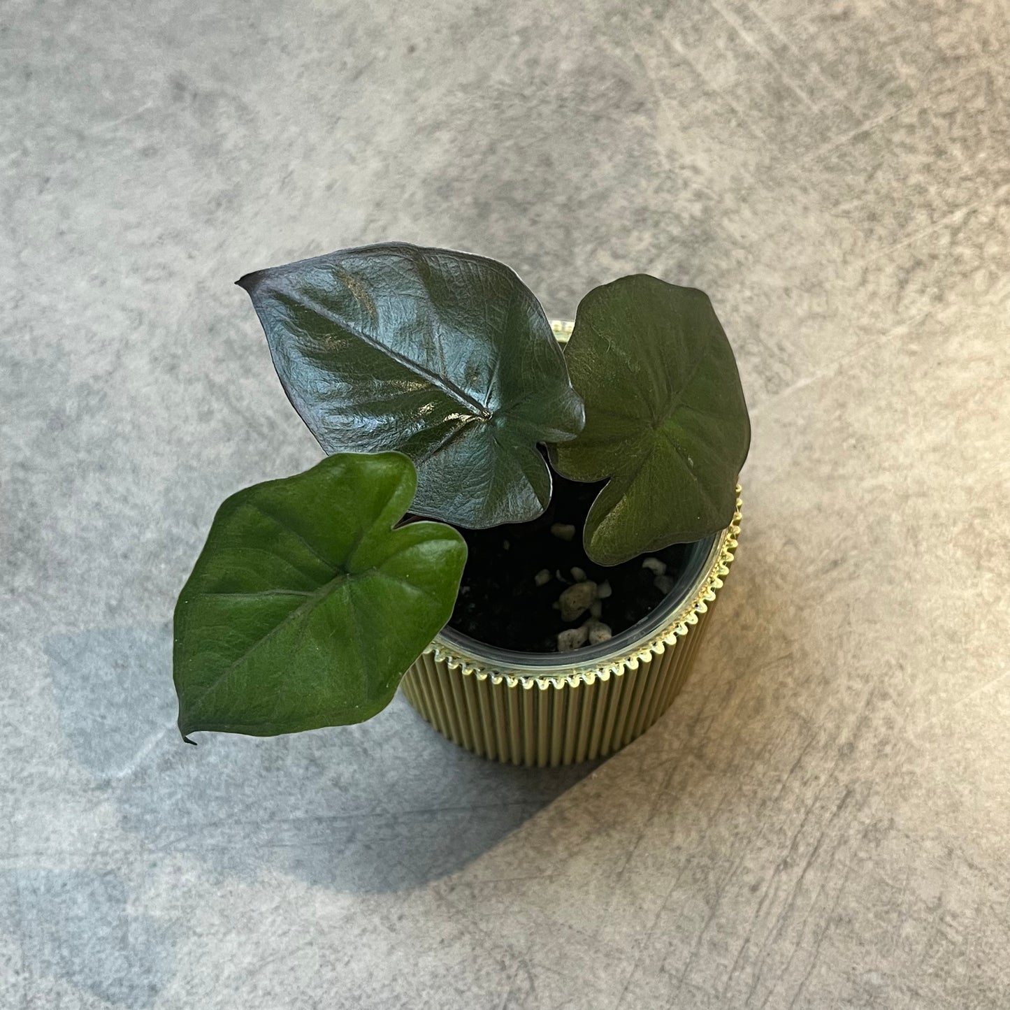 Alocasia Yucatan Princess