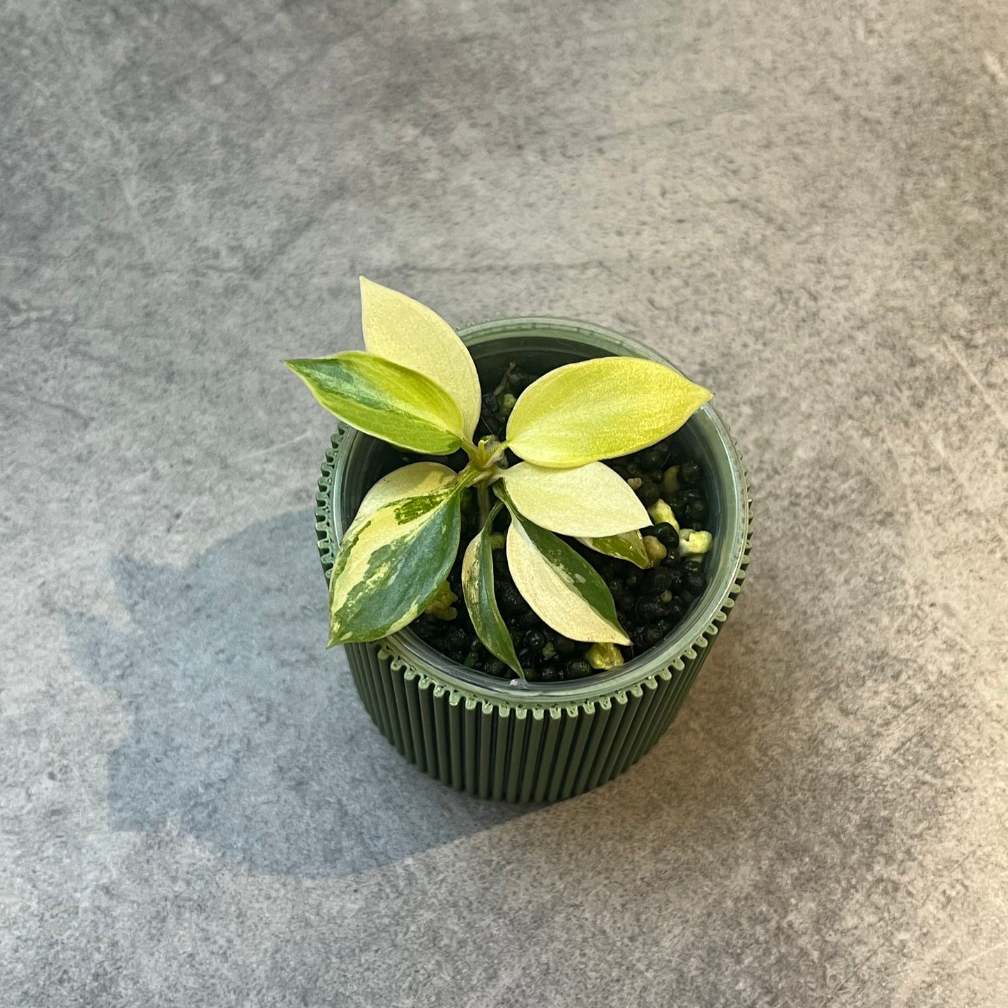 Philodendron Florida Beauty